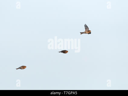 Inverno Twite (Carduelis flavirostris) nel Slufter su Texel in Olanda. Tre Twites in volo. Foto Stock