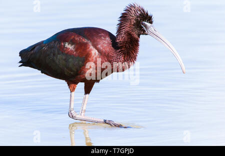 Adulto ibis lucido (Plegadis falcinellus) sull'isola greca di Lesbo durante la migrazione a molla. Foto Stock