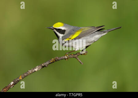 Maschio adulto Golden-winged trillo (Vermivora chrysoptera) Galveston Co., Texas Foto Stock