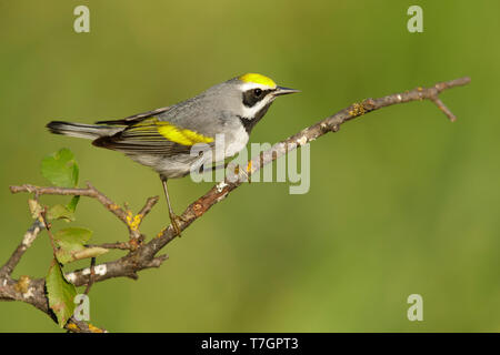 Maschio adulto Golden-winged trillo (Vermivora chrysoptera) Galveston Co., Texas Foto Stock