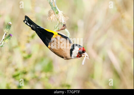 Cardellino europeo (Carduelis carduelis) adulto rovistando su erbe. Foto Stock