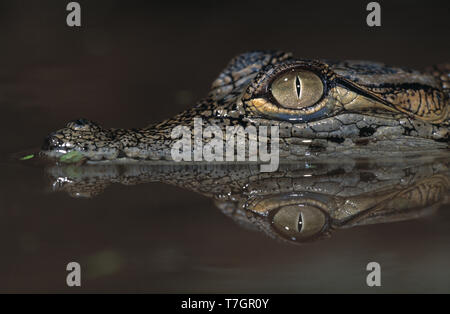 L'Egitto. Coccodrillo del Nilo. I capretti. Crocodylus niloticus. Foto Stock