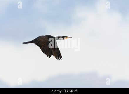 Adulto grande cormorano (Phalacrocorax carbo) in volo nei Paesi Bassi, le ali di tenuta in basso. Foto Stock