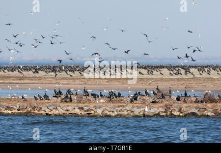 Allevamento di massiccia colonia di Cormorani (Phalacrocorax carbo) su Kreupel, un uomo fatto isola trasformato in riserva naturale, nei Paesi Bassi. Foto Stock