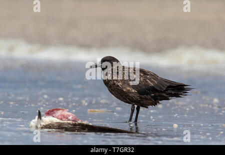 Primo-estate grande Skua (Catharacta skua) in piedi su una spiaggia nei pressi di un gabbiano morto nei Paesi Bassi. Foto Stock