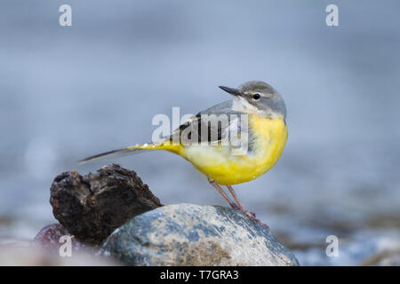 Femmina adulta Wagtail grigio (Motacilla cinerea ssp. cinerea) arroccata su una roccia in un rapido fiume che scorre in Marocco. Foto Stock