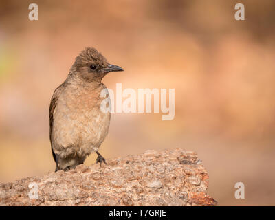 Bulbul comune (Pycnonotus barbatus) seduto su di una roccia. Foto Stock