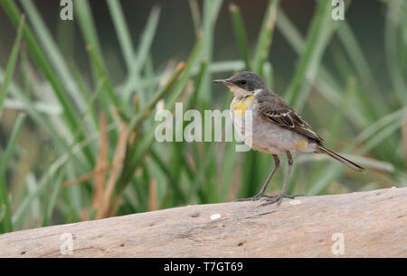 Maschio giallo orientale Wagtail (Motacilla tschutschensis) camminando sulla terra a Bahkplee, Nakorn Nayok in Thailandia. Foto Stock