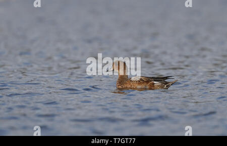 Primo-inverno Wigeon europea (Anas penelope), nuotare in un lago a Vallensbaek in Danimarca. Foto Stock