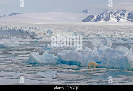 Orso polare (Ursus marinus) sulla banchisa Foto Stock