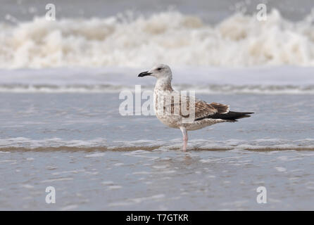 Primo-inverno Caspian Gull (Larus cachinnans) permanente sulla spiaggia a Noordwijk nei Paesi Bassi durante i primi di ottobre. Foto Stock