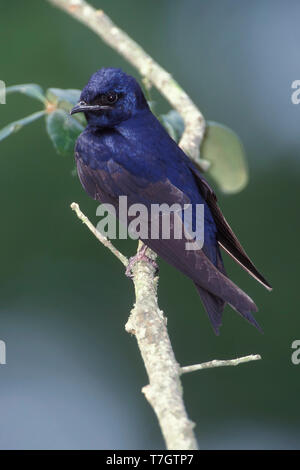 Maschio adulto viola Martin (Progne subis) arroccato Harris Co., Texas, Stati Uniti d'America Foto Stock