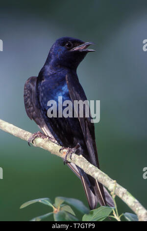 Maschio adulto viola Martin (Progne subis) arroccato Harris Co., Texas, Stati Uniti d'America Foto Stock