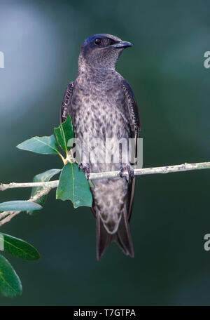 Femmina adulta viola Martin, Progne subis Harris Co., Texas, Stati Uniti d'America Foto Stock