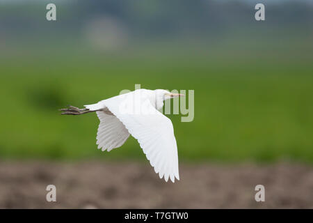 Adulto Airone guardabuoi (Bubulcus ibis ibis), volando sui campi agricoli sull'isola di Mallorca, Spagna. Foto Stock