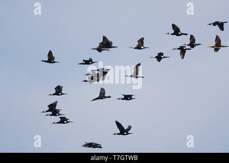 Gregge di comune grande cormorano (Phalacrocorax carbo sinensis) volando sopra la laguna in Mallorca, Spagna. Foto Stock