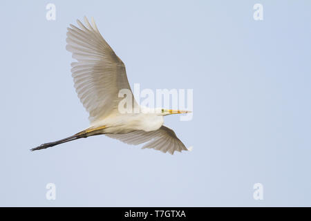 Grande Airone bianco (Ardea alba ssp. alba) in volo in Austria. Foto Stock