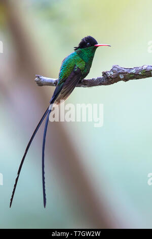 Rosso-fatturati Streamertail (Trochilus polytmus) un comune e diffuso fenomeno endemico hummingbird dalla Giamaica. È l'uccello nazionale della Giamaica Foto Stock