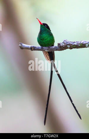 Rosso-fatturati Streamertail (Trochilus polytmus) un comune e diffuso fenomeno endemico hummingbird dalla Giamaica. È l'uccello nazionale della Giamaica Foto Stock