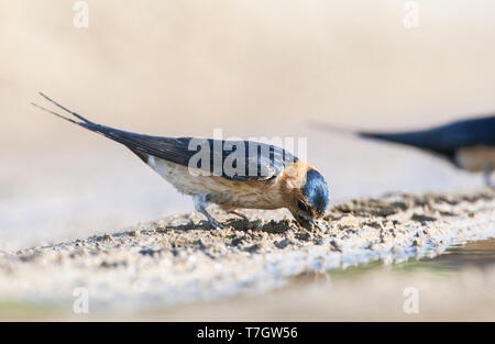 Adulto rosso-rumped Swallow (Cecropis daurica) nella primavera sull'isola a Lesbo, Grecia. Un individuo con striping, visto dal lato di raccolta del fango. Foto Stock