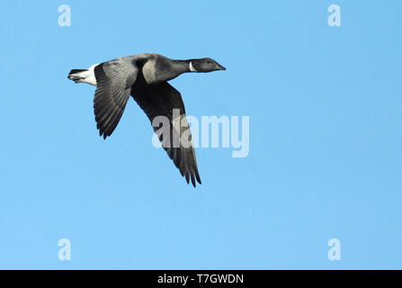 Dark-panciuto Brent Goose (Branta bernicla), adultfFlying, visto dal lato che mostra ala superiore. Foto Stock