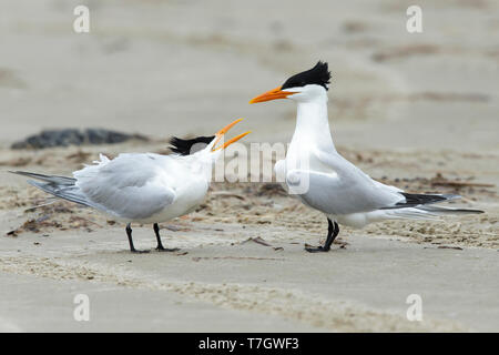 Adulto American Royal Sterne (Thalasseus maximus) coppia in piedi su una spiaggia in Galveston County, Texas, Stati Uniti d'America durante il corteggiamento. Foto Stock