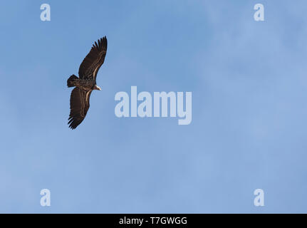 La Rueppell Vulture (Gyps rueppelli) in volo contro un cielo blu in Gambia. Specie gravemente minacciate a causa della perdita di habitat e di veleno incidentale Foto Stock