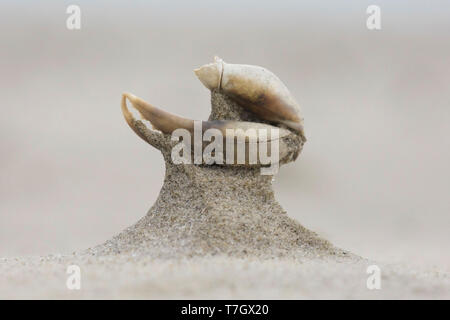 Si lava-up gamba di granchio, sdraiati sulla spiaggia di Waddenzee Isola di Terschelling nei Paesi Bassi. Vento bruciato e sabbiate. Foto Stock