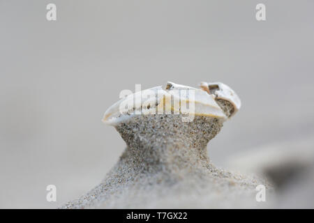 Si lava-up gamba di granchio, sdraiati sulla spiaggia di Waddenzee Isola di Terschelling nei Paesi Bassi. Vento bruciato e sabbiate. Foto Stock
