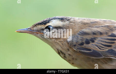 Immaturo Sedge trillo (Acrocephalus schoenobaenus) nella mano, catturati durante la stagione autunnale della migrazione sulla sessione che squilla su una stazione di fascettatura in Netherl Foto Stock