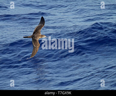 Cuneo-tailed Shearwater (Ardenna pacifica) in volo sopra l'Oceano Pacifico meridionale tra la Micronesia e Giappone. Vista da sopra con blu oceano sur Foto Stock