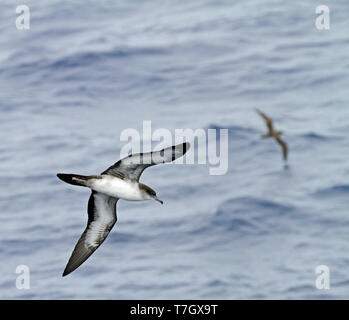 Cuneo-tailed Shearwater (Ardenna pacifica) in volo sopra l'oceano pacifico vicino al Giappone. Mostra sotto il parafango. Foto Stock