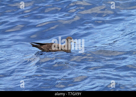 Cuneo-tailed Shearwater (Ardenna pacifica) seduti al mare nell'Oceano Pacifico meridionale vicino a Nuova Caledonia. Foto Stock