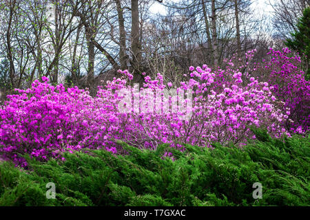 Paesaggio di primavera con il rosa cespugli fioriti rododendri e sempreverdi albero di ginepro Foto Stock