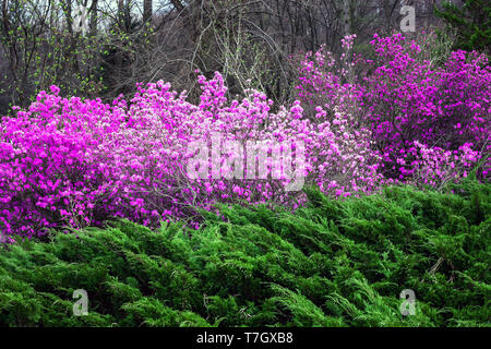 Paesaggio di primavera con il rosa cespugli fioriti rododendri e sempreverdi albero di ginepro Foto Stock