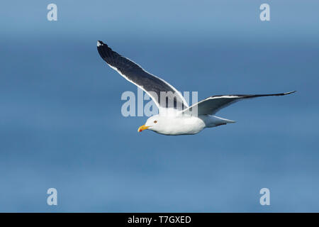 Adulto gabbiano occidentale (Larus occidentalis) in volo con oceano pacifico come sfondo in San Diego County, California. Foto Stock