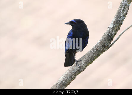 Adulto Malabar sibilo Tordo (Myophonus horsfieldii) appollaiato su un ramo in i Ghati Occidentali, India. Foto Stock