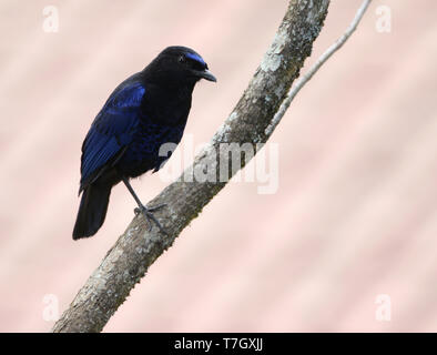 Adulto Malabar sibilo Tordo (Myophonus horsfieldii) appollaiato su un ramo in i Ghati Occidentali, India. Foto Stock