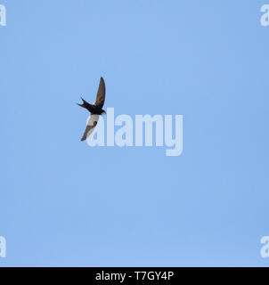 Bianco-rumped Swift (Apus caffer) in volo nella Spagna centrale durante il periodo estivo. Flying overhead, visto dal di sotto. Foto Stock