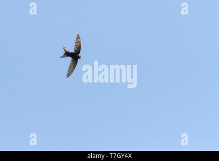 Adulto bianco-rumped Swift (Apus caffer) in volo nella Spagna centrale durante il periodo estivo. Visto da sotto. Foto Stock