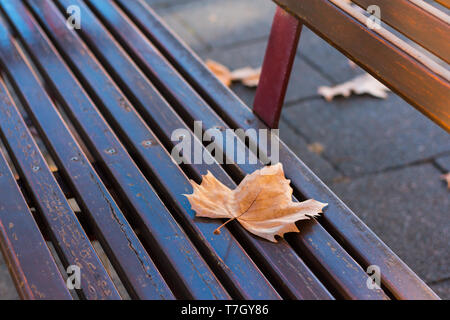 Maple Leaf cada in una panca in autunno. Foto Stock