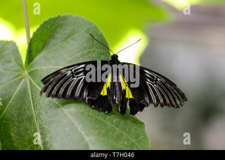 Golden birdwing (Troides rhadamantus) arroccato su una foglia. Foto Stock