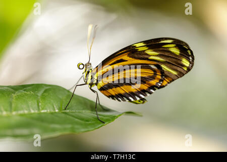 Tiger heliconian (Heliconius ismenius) arroccato su una foglia. Foto Stock