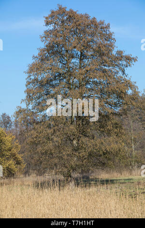 Schwarz-Erle, Schwarzerle, Erle, im Frühjahr blühend, Alnus glutinosa, ontani neri, ontano, Aulne glutineux Foto Stock