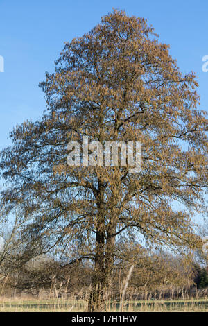 Schwarz-Erle, Schwarzerle, Erle, im Frühjahr blühend, Alnus glutinosa, ontani neri, ontano, Aulne glutineux Foto Stock