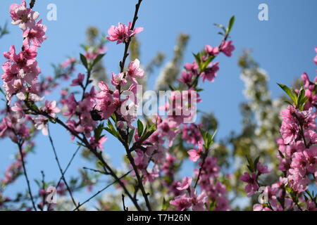 Bella Peach Blossom sulla natura dello sfondo. Pesco in primavera. Foto Stock