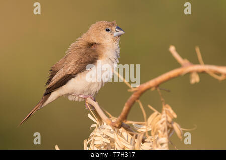 African Silverbill (Euodice cantans), il singolo individuo arroccato su di un ramo Foto Stock