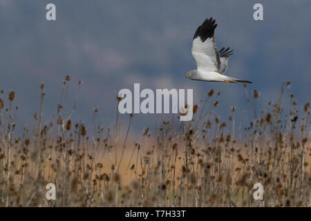 Albanella reale (Circus cyaneus), maschio adulto in volo Foto Stock