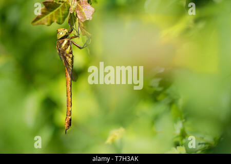 Green-eyed Hawker, Aeshna isoceles Foto Stock