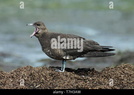 Arctic Skua (Stercorarius parasiticus), i capretti in piedi, visto dal lato. Foto Stock